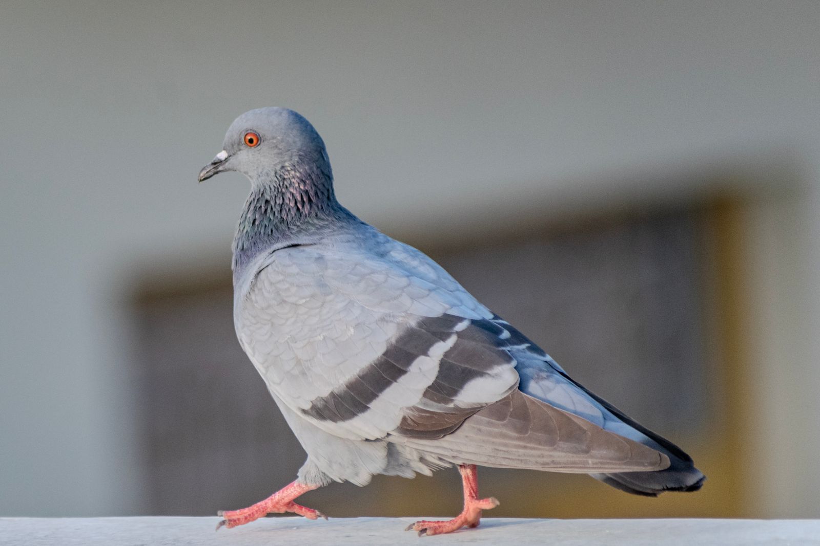 10,000+ Best Pigeon Photos · 100% Free Download · Pexels Stock Photos