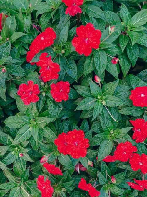 Free Stunning red flowers in a lush garden setting, captured outdoors in Istanbul, Türkiye. Stock Photo
