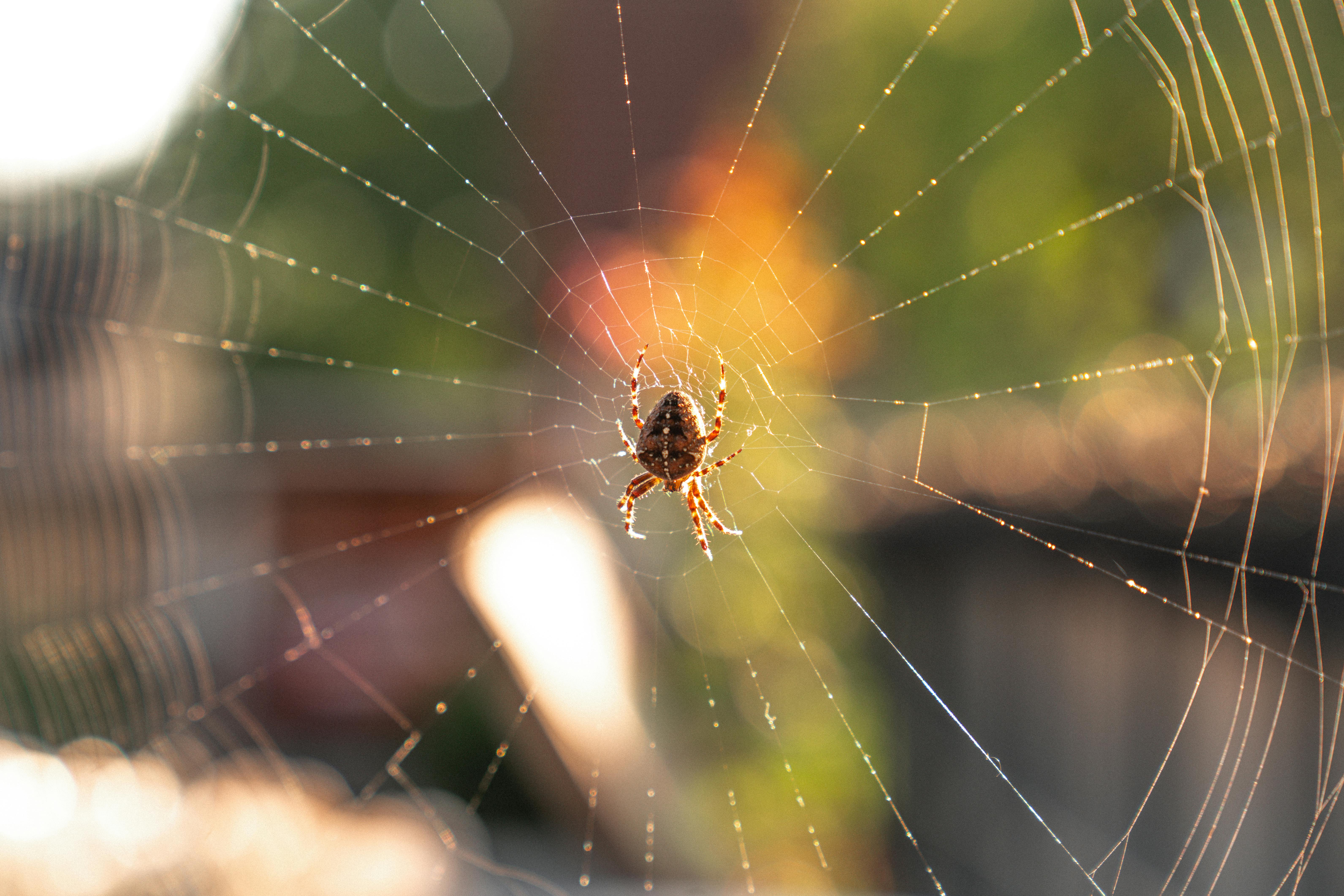 close up of a brown spider in sunlit web outdoors