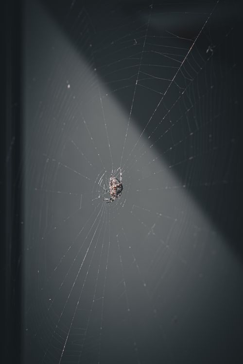 Free A detailed spider web with a brown spider centered, capturing nature's artistry outdoors. Stock Photo