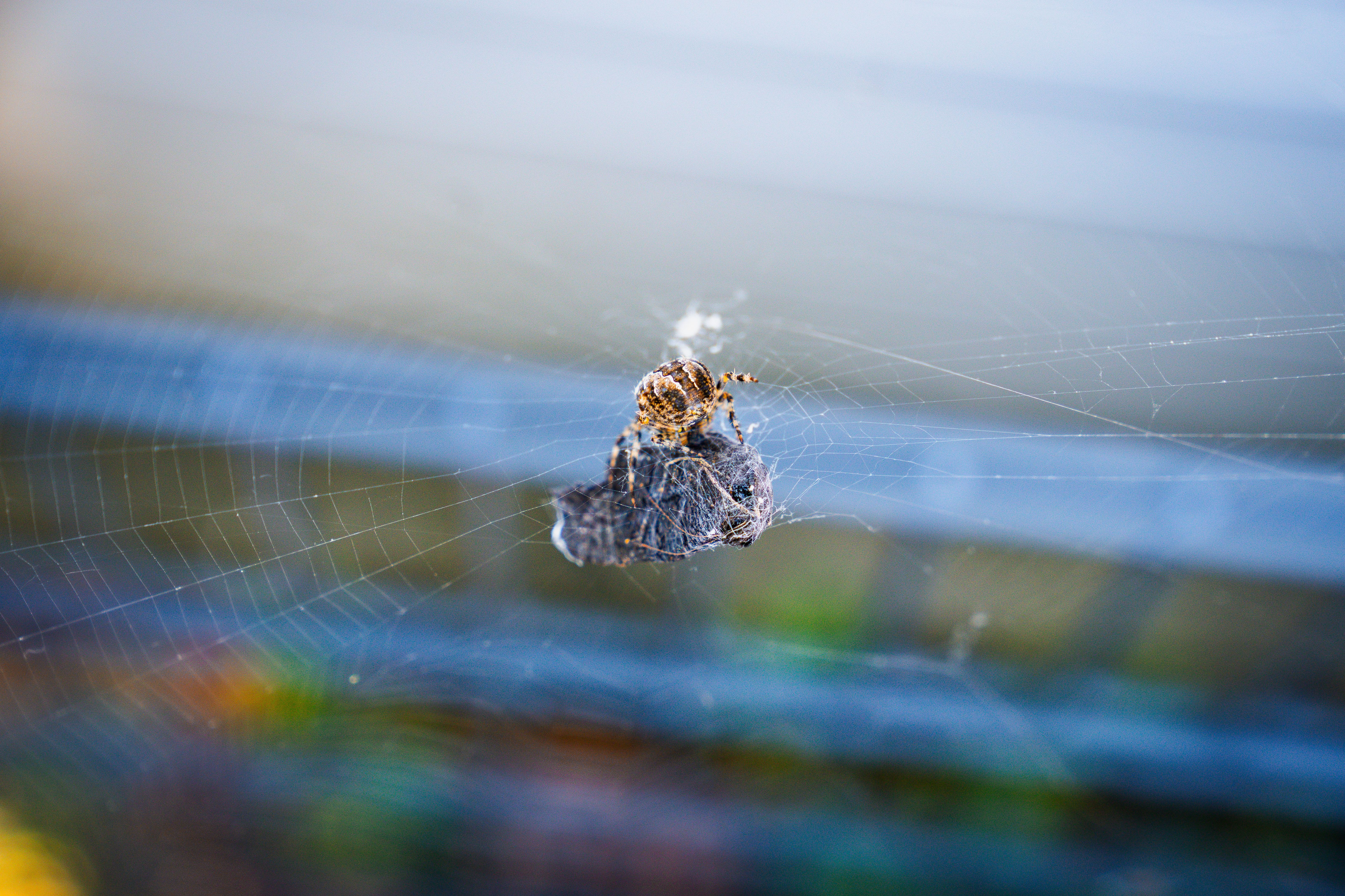 Close-up of Spider on Web in Buxtehude Garden · Free Stock Photo