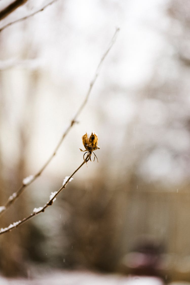 Dry Yellow Petaled Flower