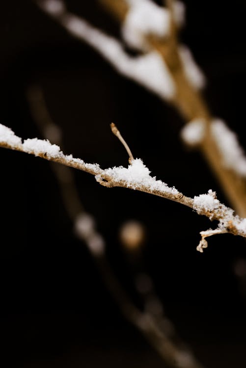 Δωρεάν στοκ φωτογραφιών με macro, nikon, Καναδάς