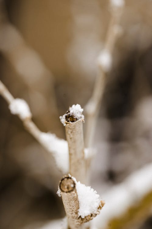 겨울, 눈, 니콘의 무료 스톡 사진