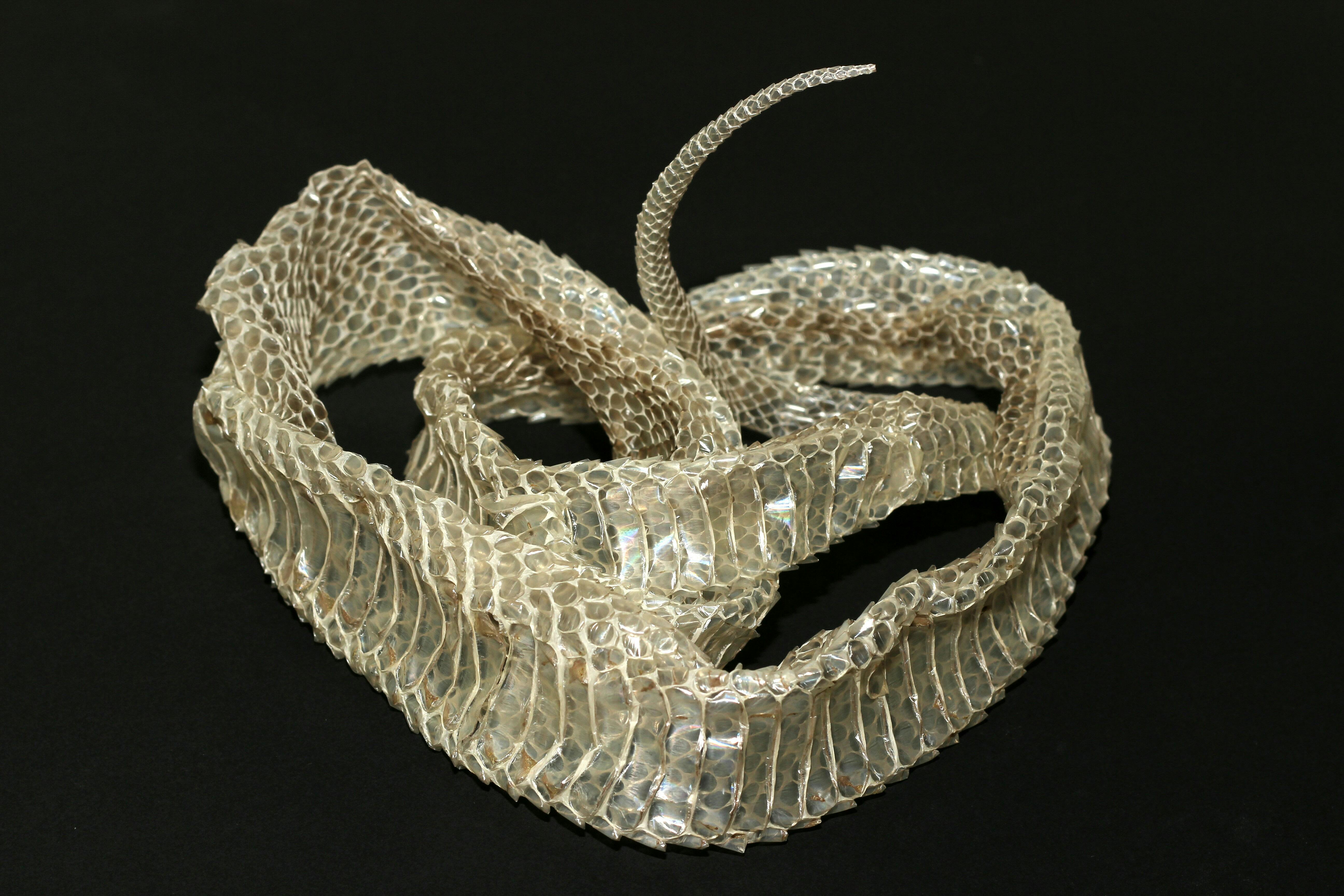 Close-up view of a snakeskin, showing texture and pattern on a dark background.