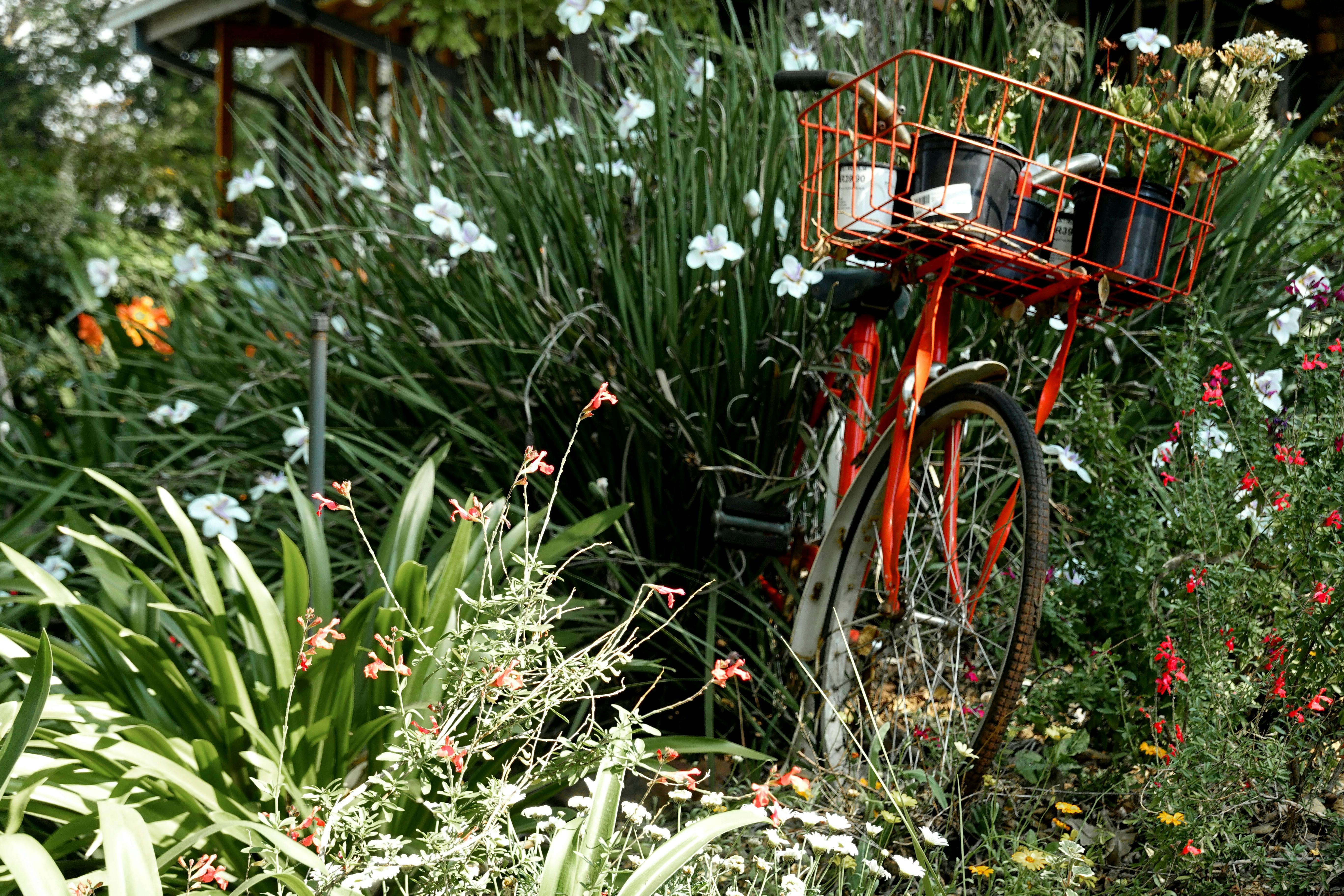 A Landscape Designer’s Favorite Gardening Tools — Photo by Magda Ehlers on Pexels