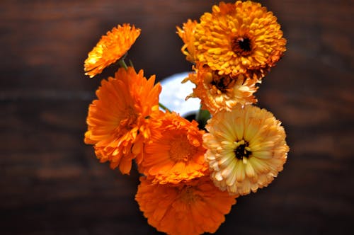 Free stock photo of beautiful flowers, calendula, flower vase Stock Photo
