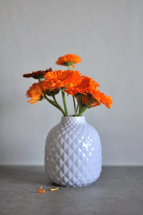 Free stock photo of beautiful flowers, calendula, flower vase Stock Photo