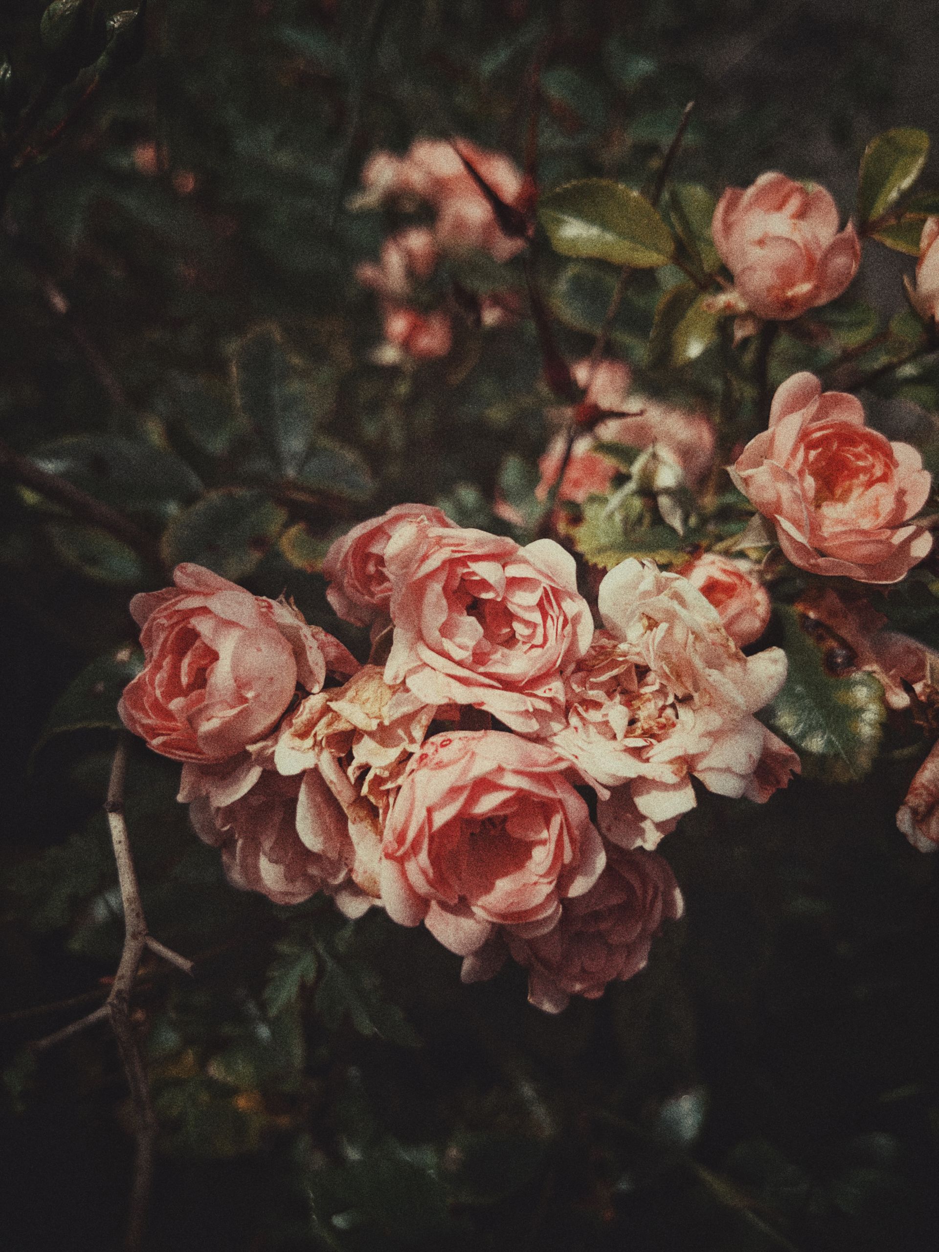 Soft pink roses