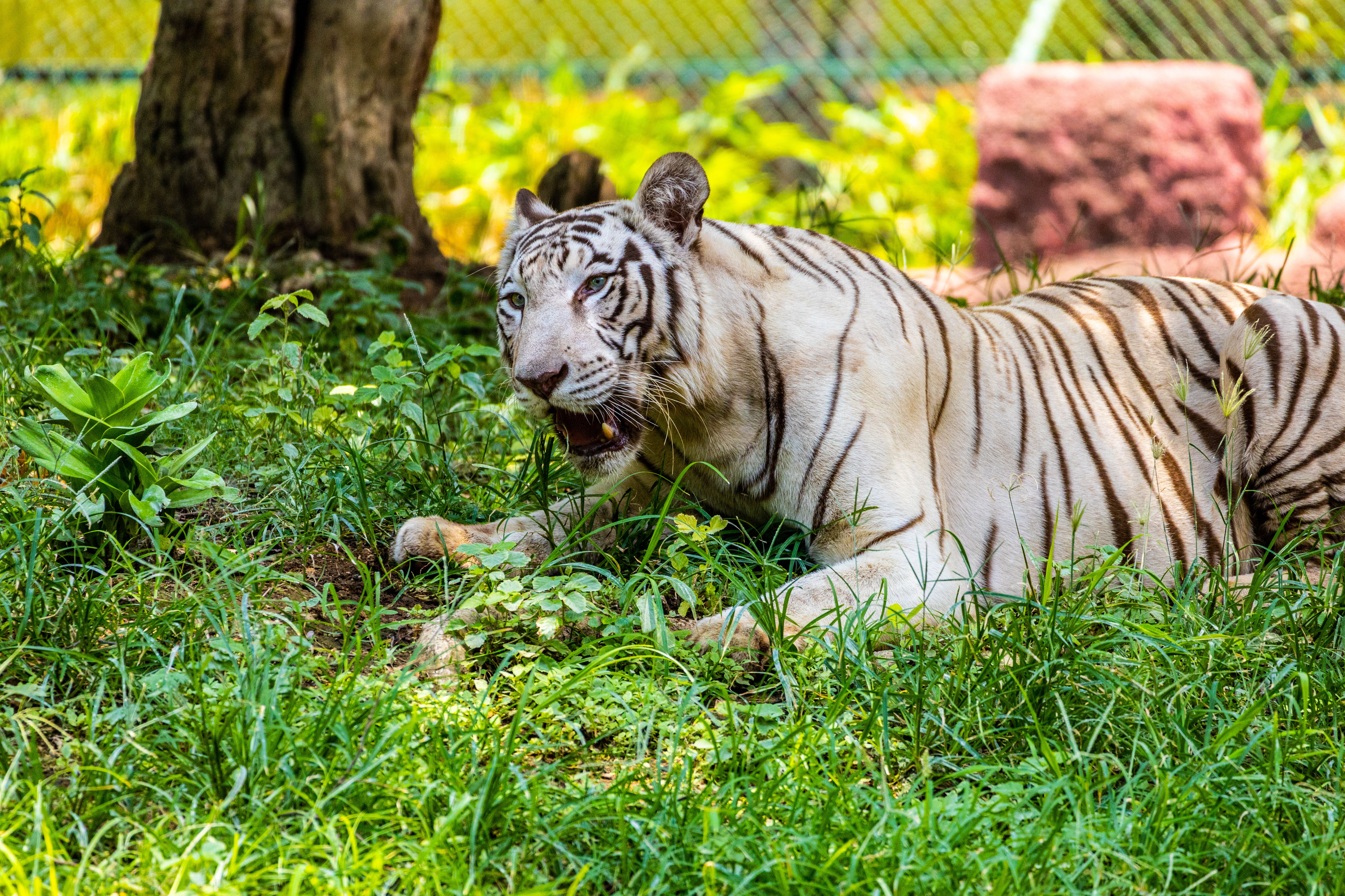 Telangana Forest Cover Boost: Hyderabad Outskirts See Greening Efforts Amidst Urban Expansion