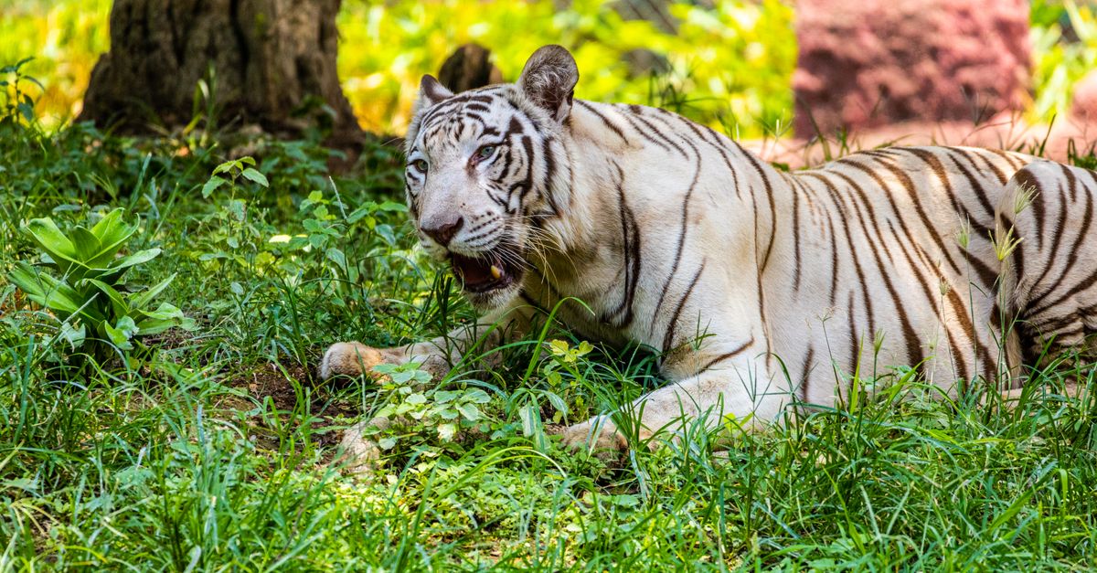 Telangana Forest Cover Boost: Hyderabad Outskirts See Greening Efforts Amidst Urban Expansion