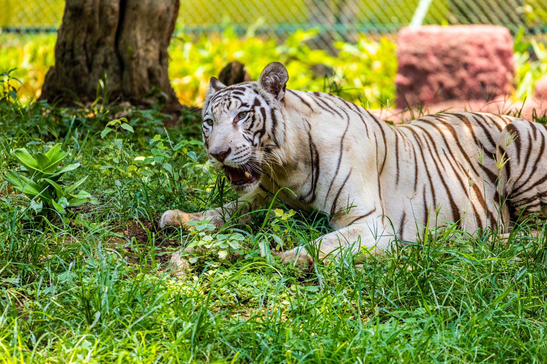 White Tiger Resting in Lush Green Habitat