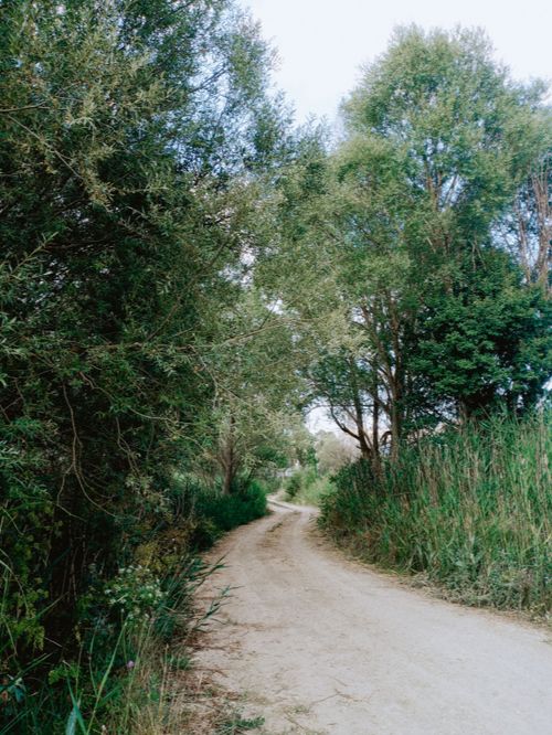 Free Serene forest path surrounded by lush greenery, ideal for nature walks. Stock Photo