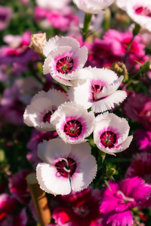 Free Close-up of vibrant white and pink Dianthus flowers in a summer garden, capturing natural beauty and vivid colors. Stock Photo