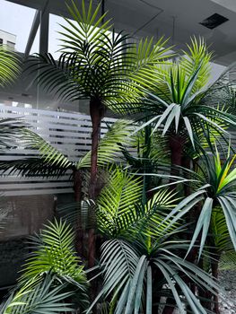 Vibrant green palm tree arrangement adds tropical flair to modern indoor space. - Fotografer Sidoarjo