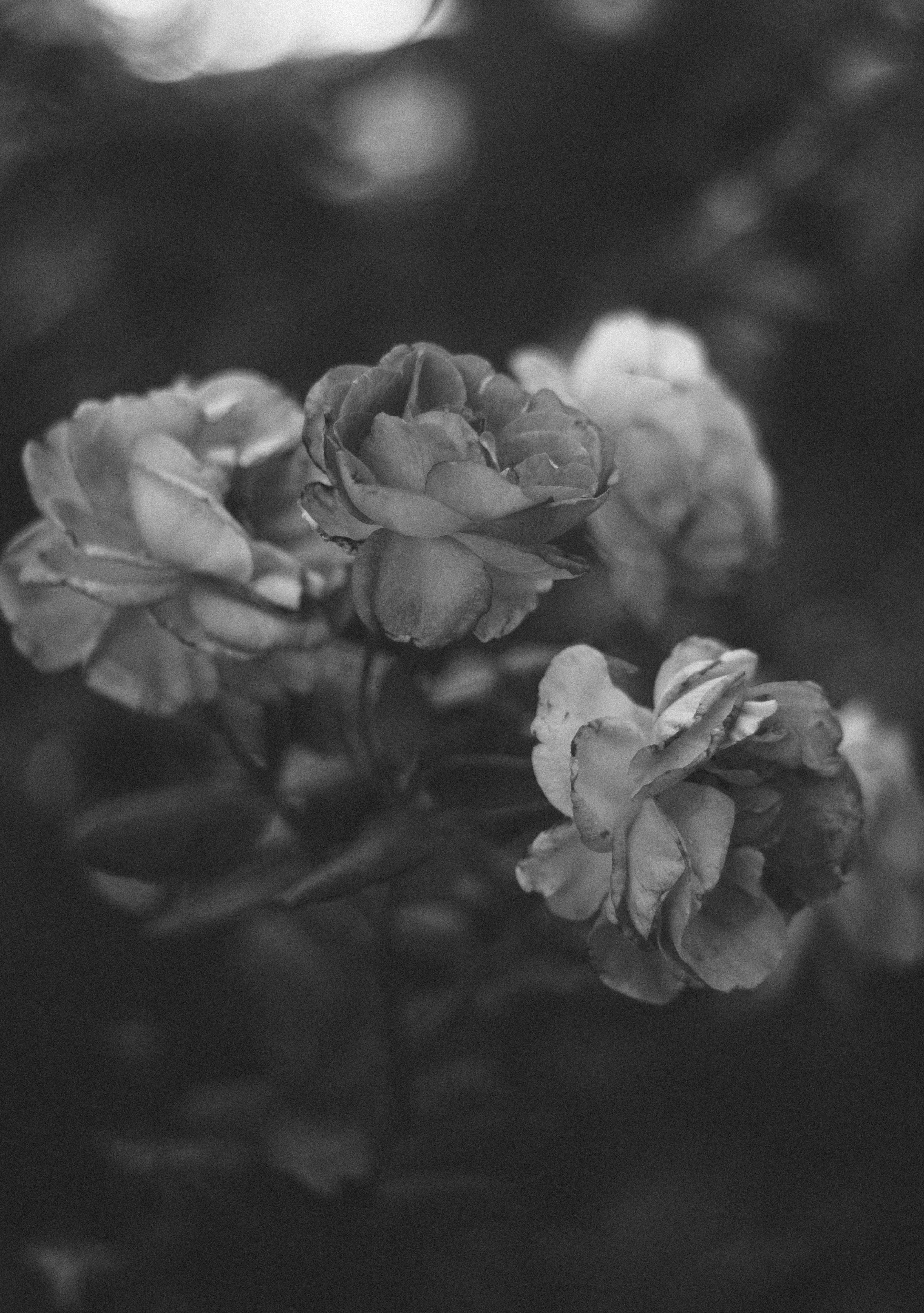 Elegant black and white portrait of blooming roses in moody light.