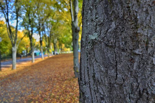 Fotobanka s bezplatnými fotkami na tému jeseň, kmeň stromu, kôra stromu