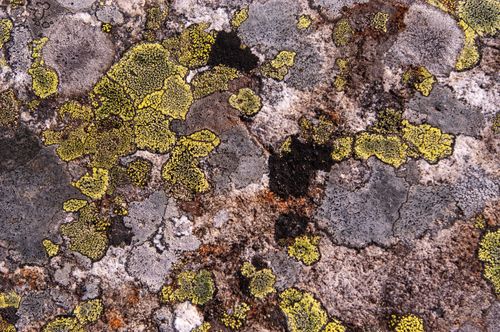 Free Detailed photo of lichen growth on rocky surface, highlighting natural textures and earthy tones. Stock Photo