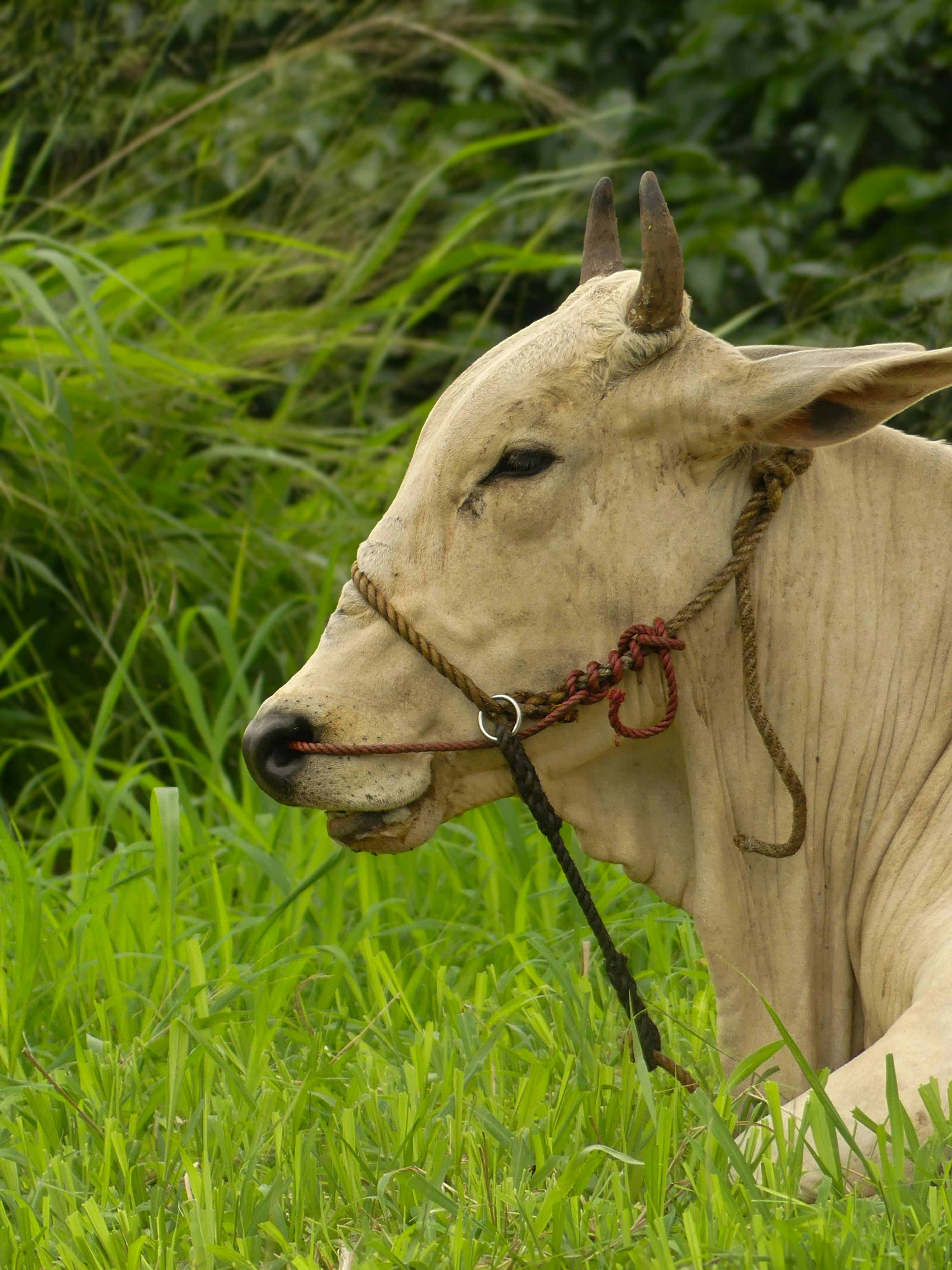 grátis Gado Sereno Em Pasto Verdejante Foto profissional