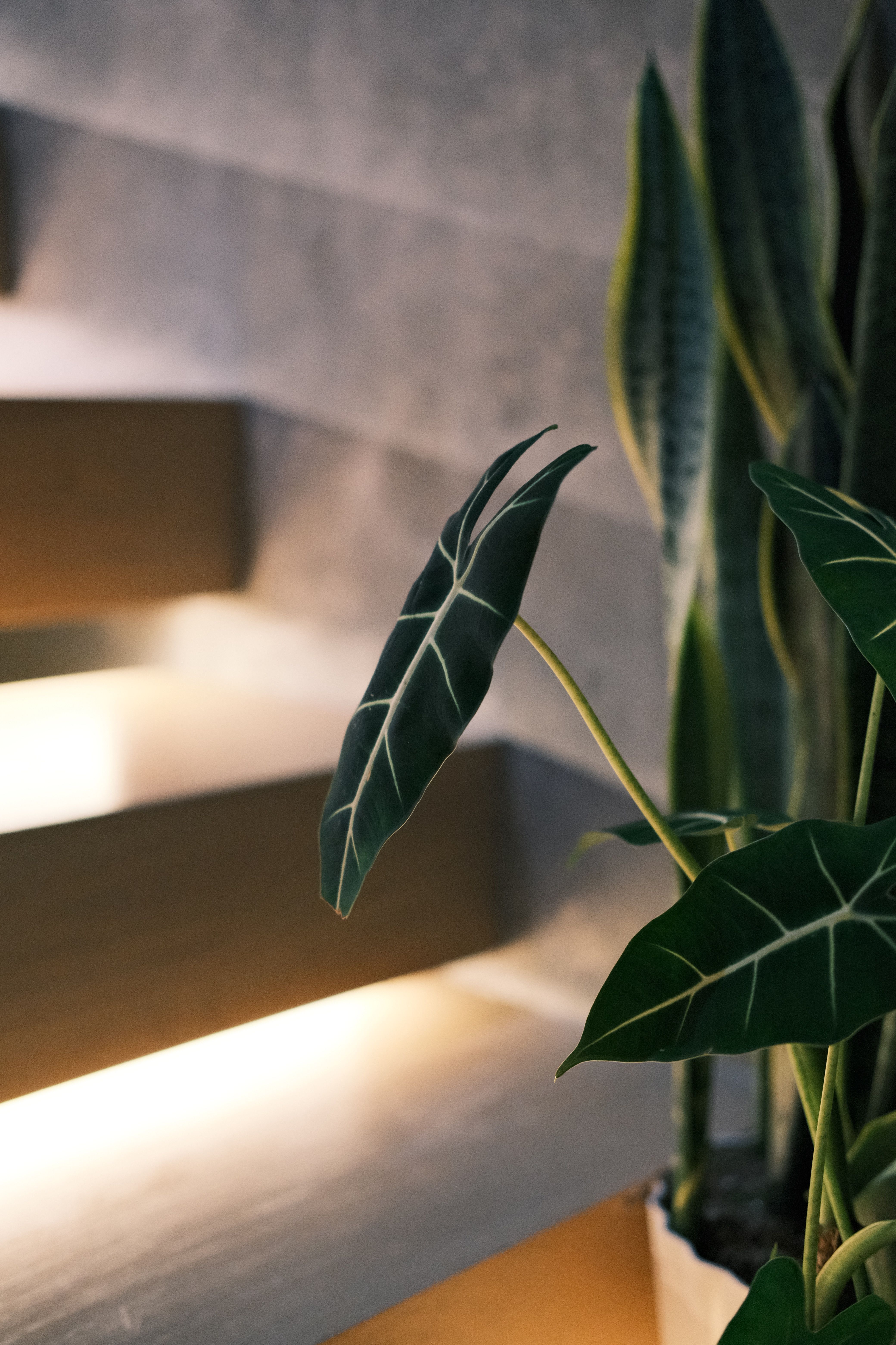View of Elegant Indoor Plants in Modern Interior Design · Free Stock Photo