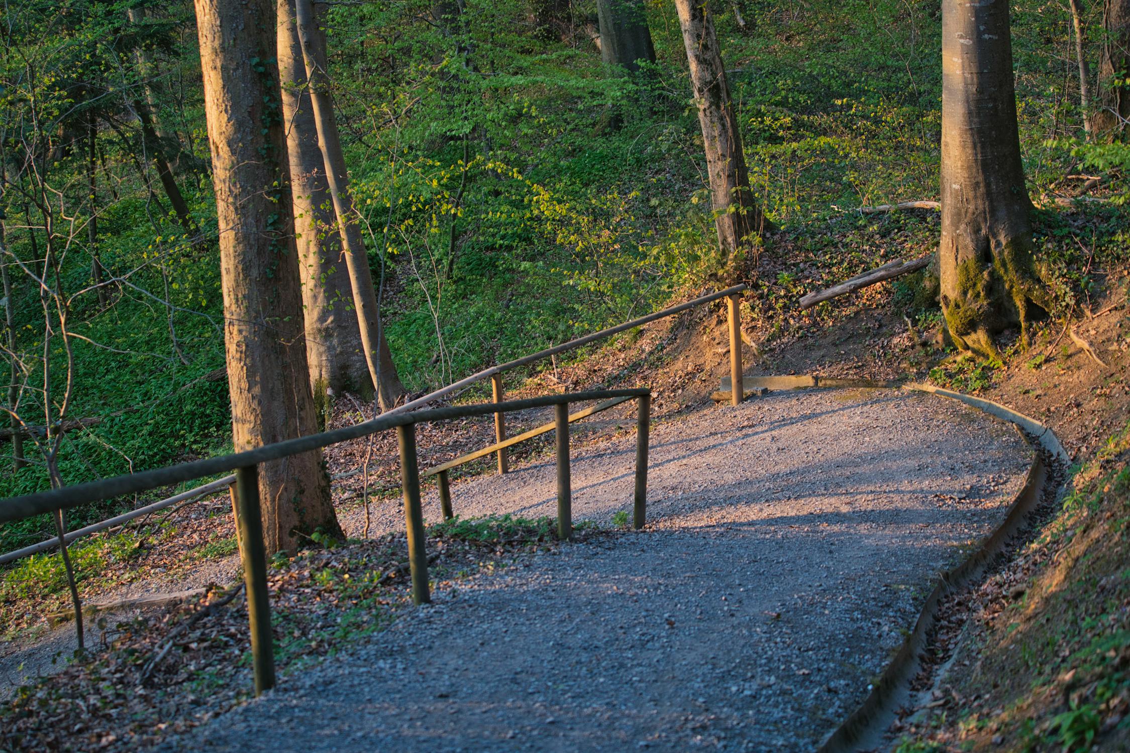 Serene Forest Pathway in Spring Light · Free Stock Photo