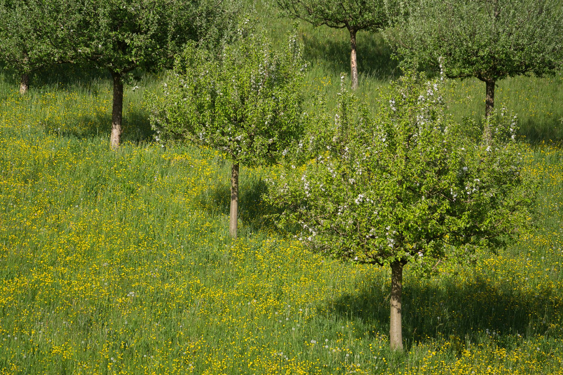 young fruit tree trunk wrap UK