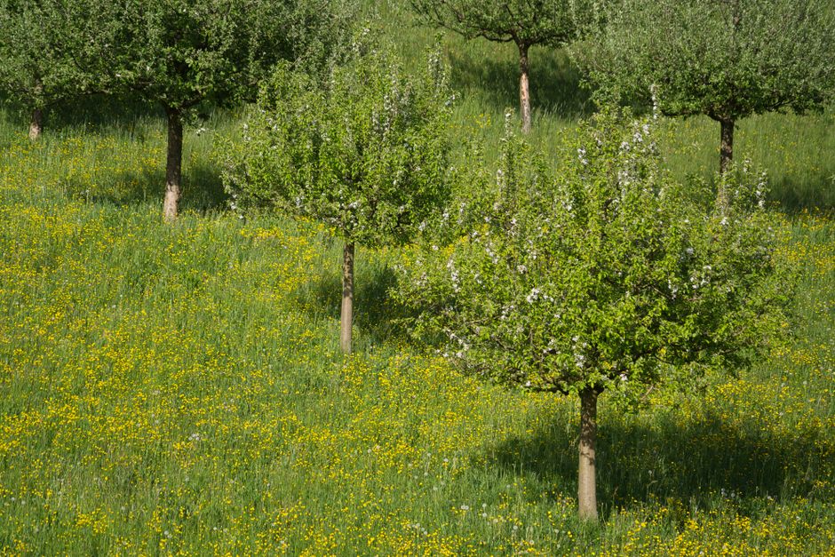 Spring blooming fruit orchard with yellow meadow flowers — mature apple tree care in Surrey BC