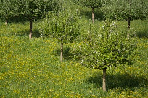 Free A vibrant spring orchard landscape with blooming trees and a meadow full of yellow flowers. Stock Photo