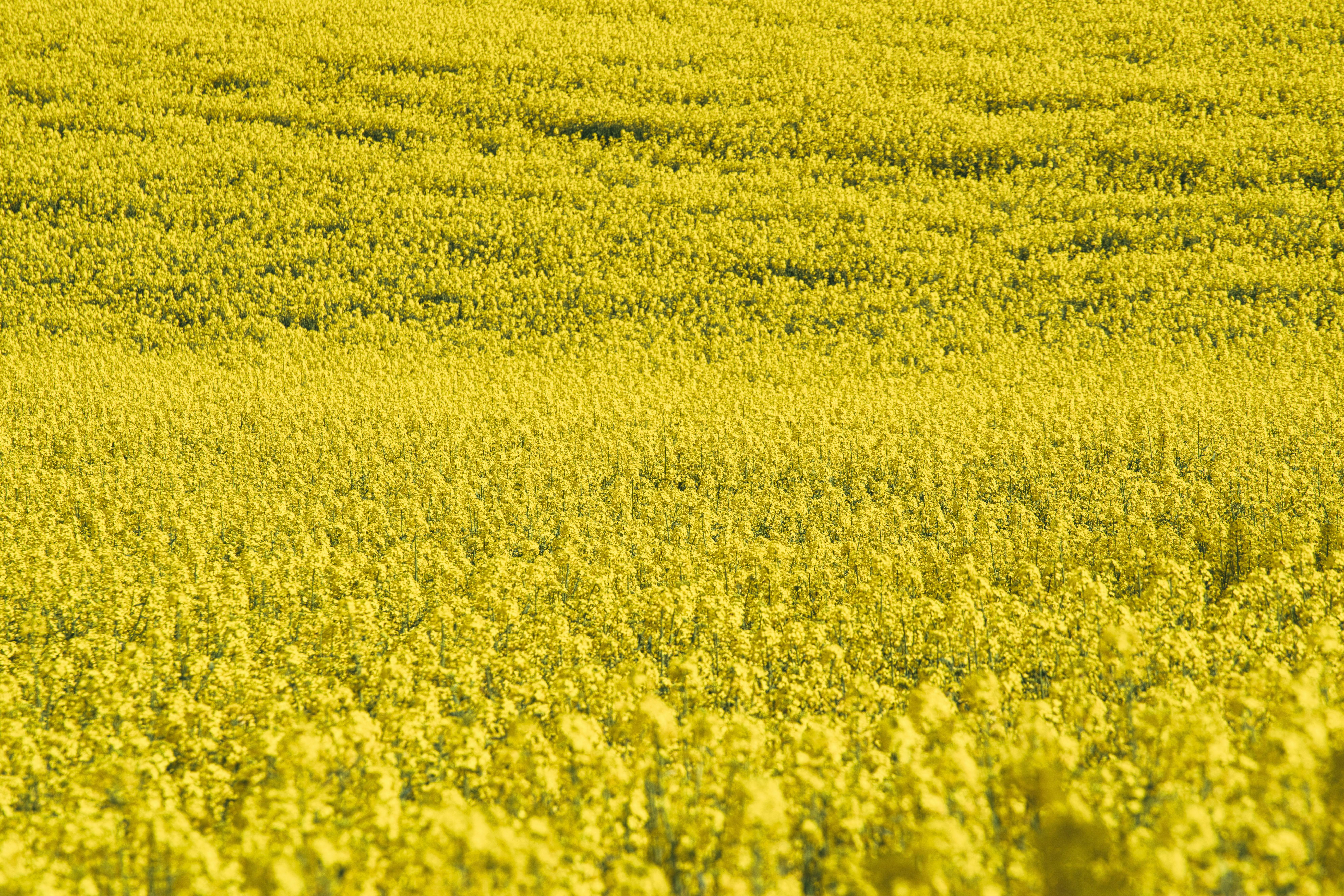 Membongkar Strategi RI Hemat Devisa Lewat Biodiesel B50