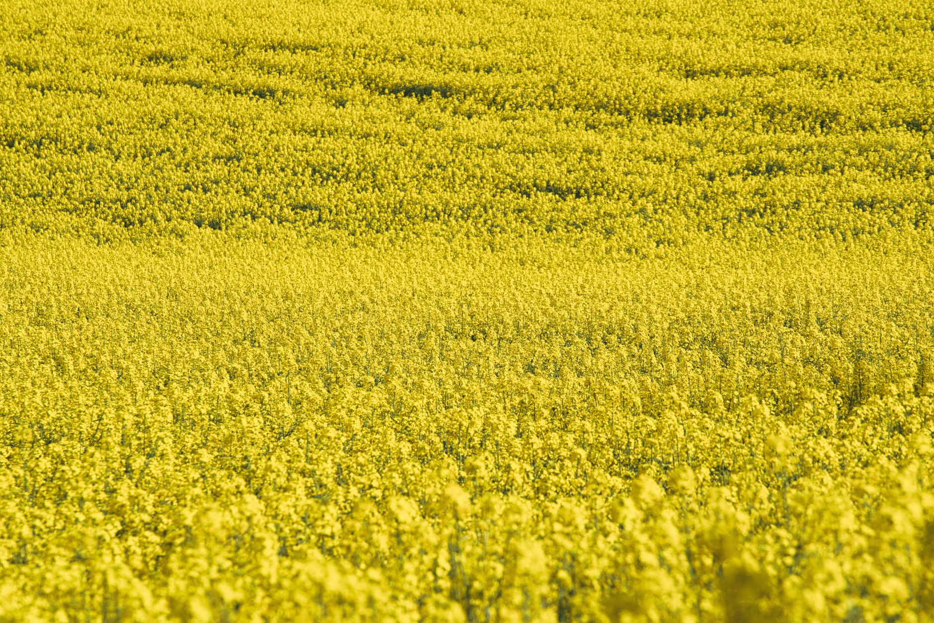 jeju canola flower field panorama