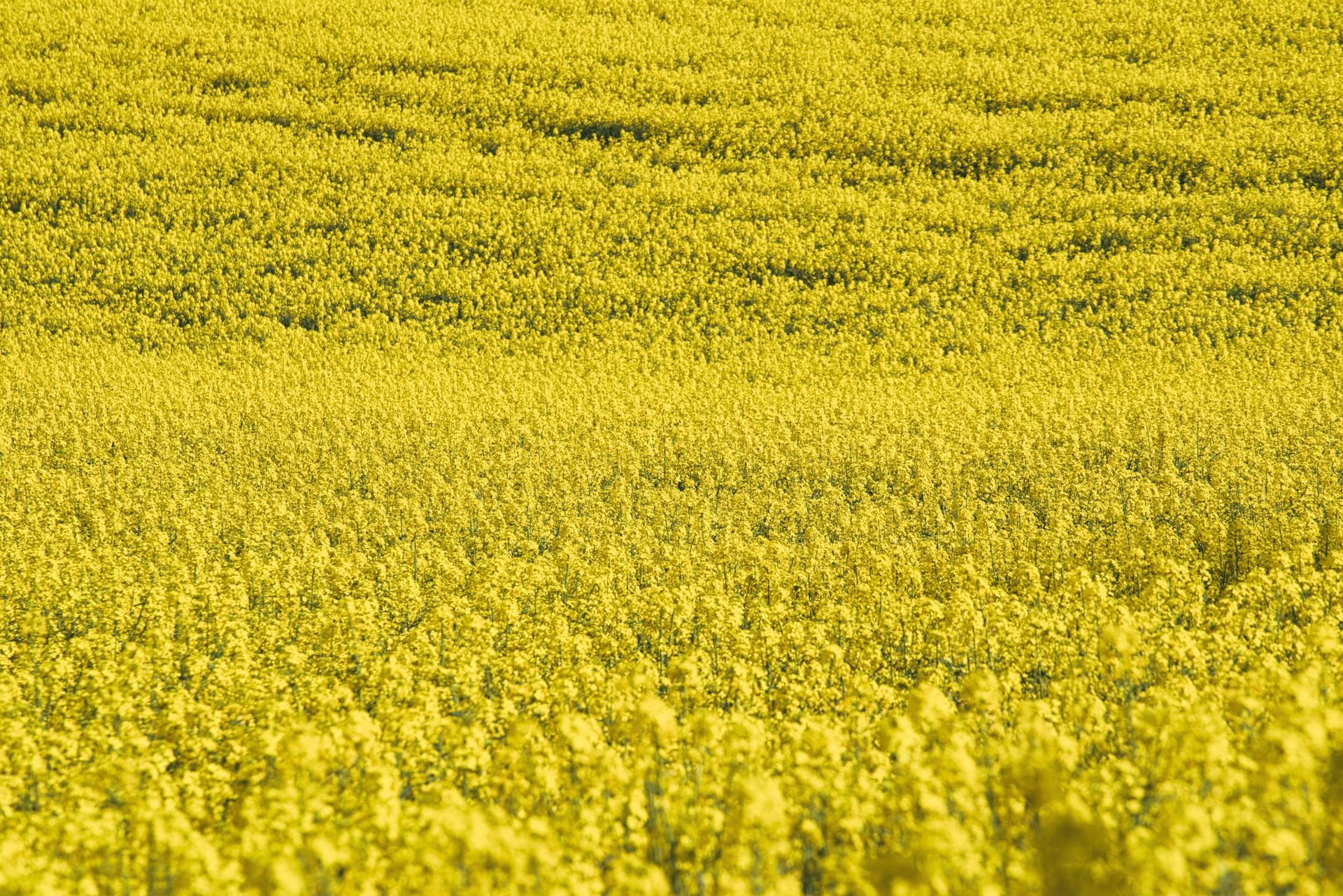 Expansive canola field bathed in yellow, creating a vibrant natural landscape.