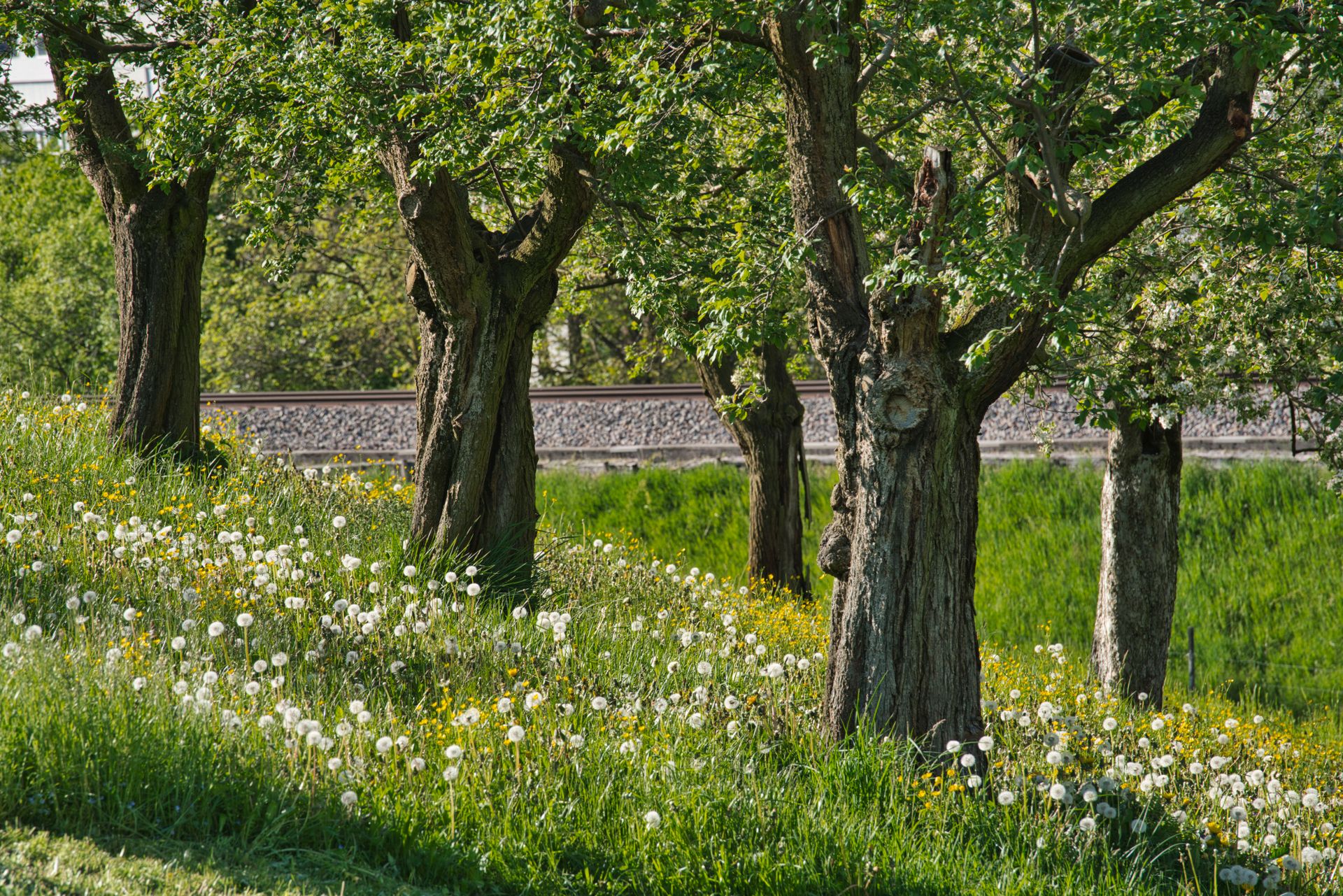 Scenic Spring Field with Trees and Wildflowers