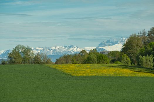 A beautiful meadow with lush greenery and snow-capped mountains in the background.