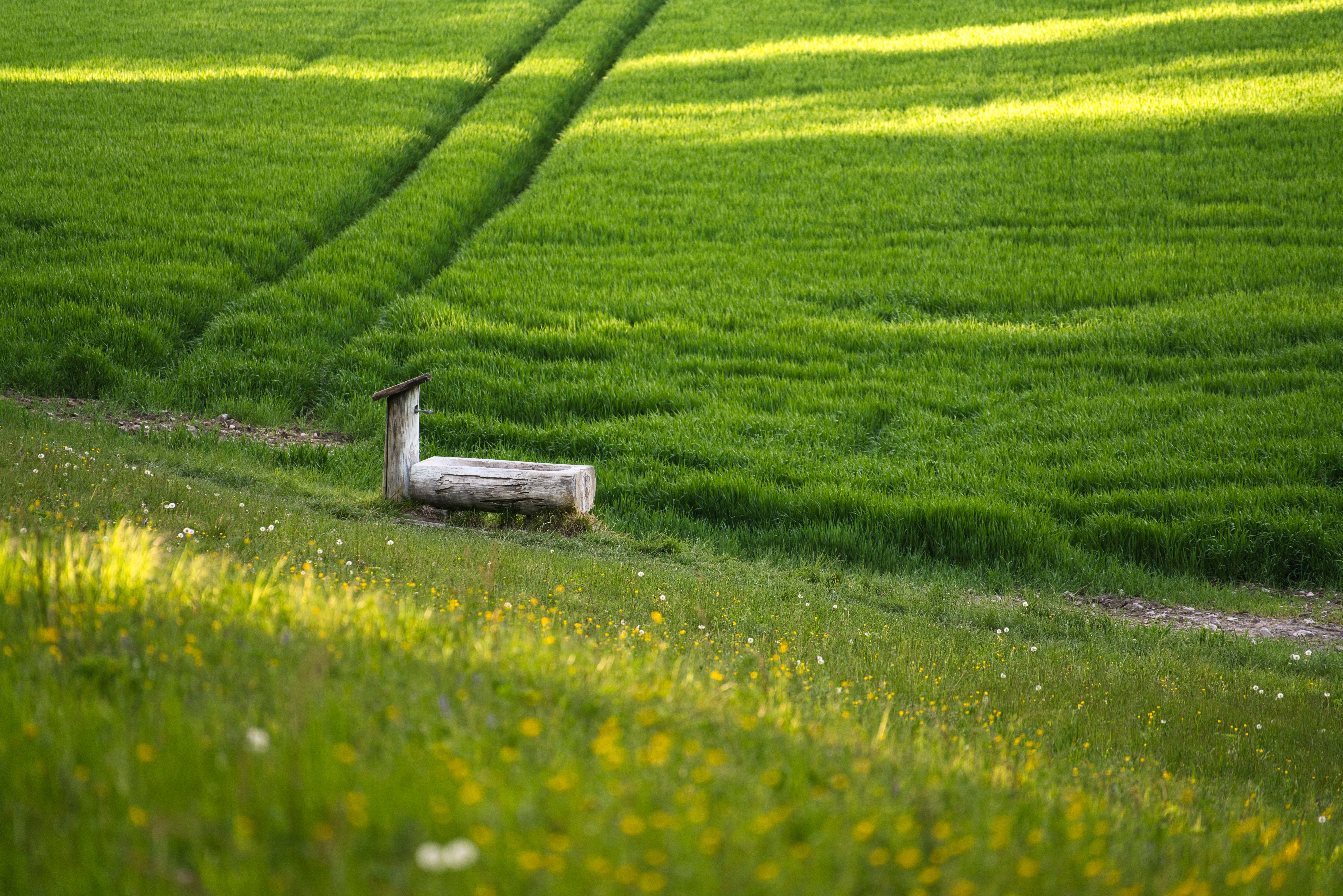 Serene Wooden Bench in Vibrant Spring Meadow · Free Stock Photo