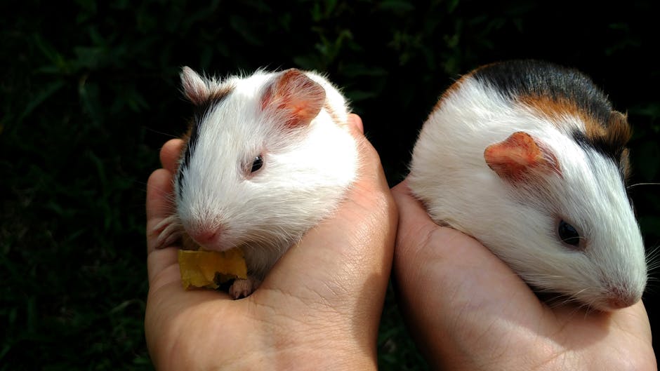 Free stock photo of animal, marmot, pet
