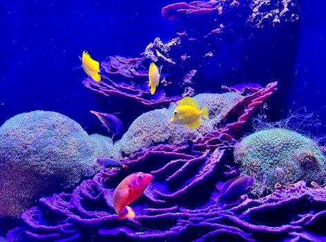 Colorful tropical fish swim among corals in a vibrant aquarium setting.