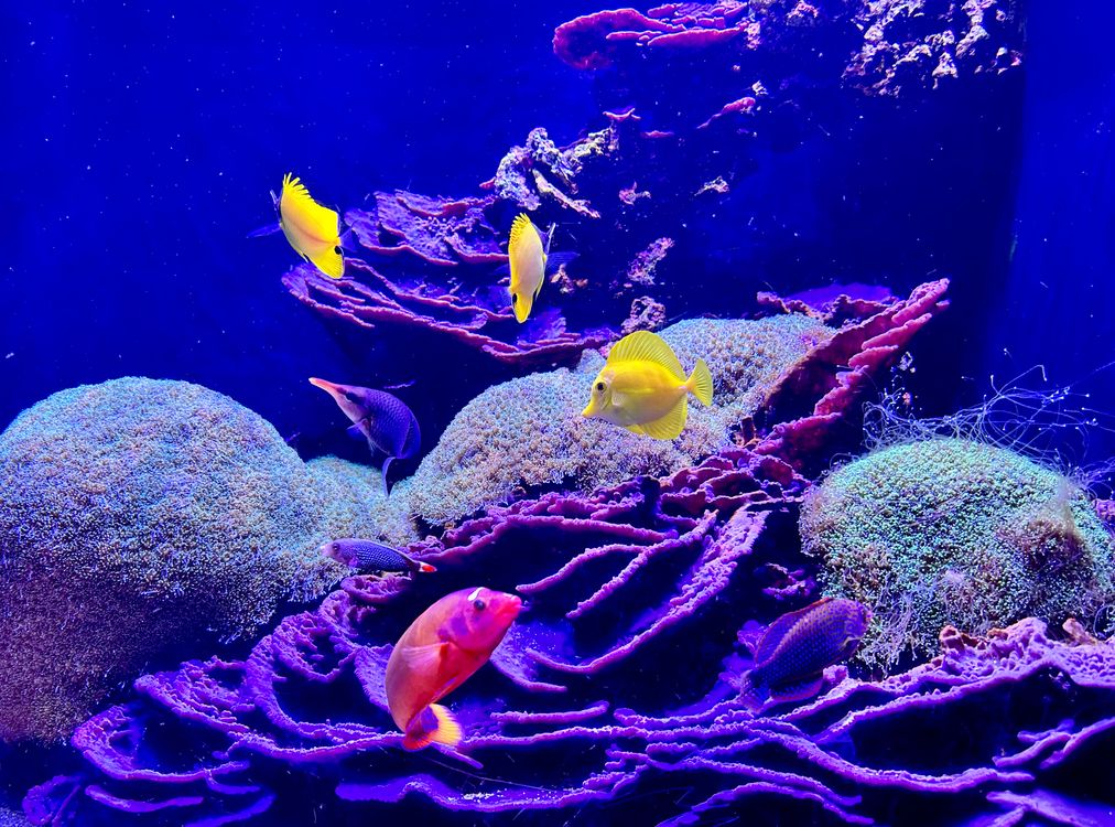 Illustration of Reef Tank Fish Introduction Process For Colorful Fish