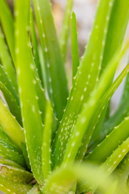 Close-Up of Vibrant Aloe Vera Plant Leaves  Free Stock Photo