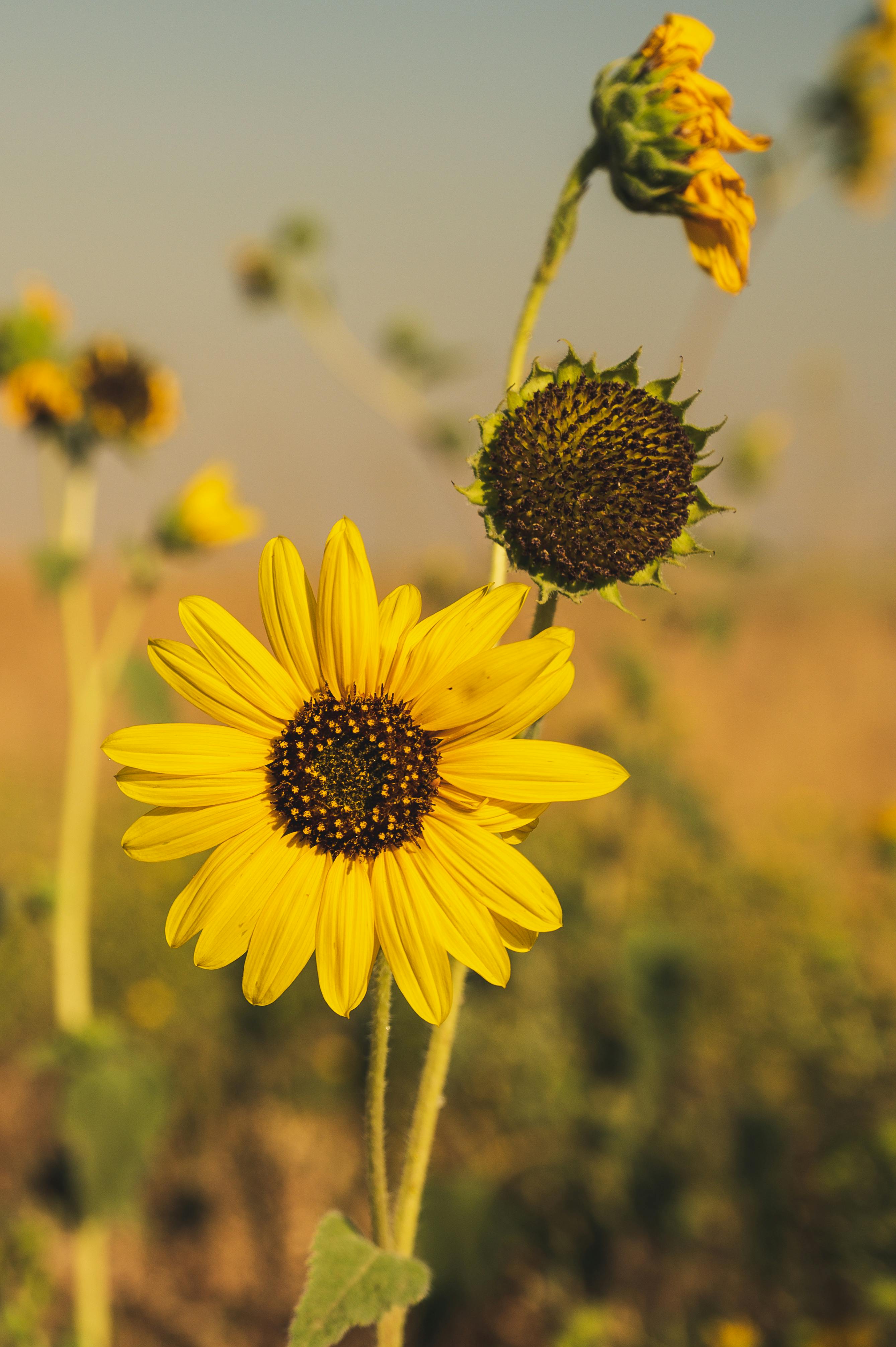 阳光下的田野里，明亮的向日葵展现出鲜艳的黄色花瓣