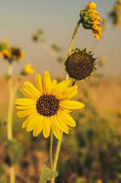 Free Close-Up Photo Of Sunflower During Daytime Stock Photo