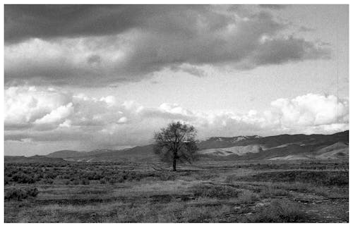 Imagine de stoc gratuită din alb-negru, arbore, câmp
