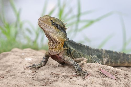Free Vibrant Australian Water Dragon basking on exposed rock in a natural setting. Stock Photo