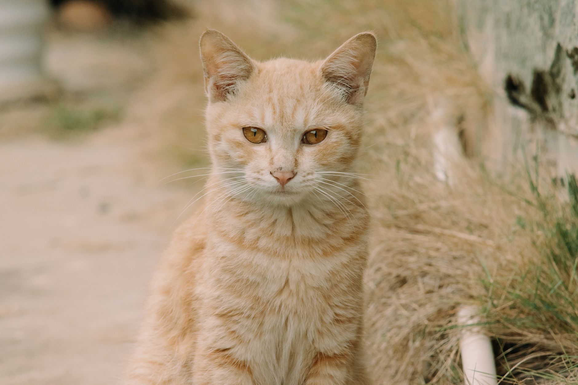 Portrait of a cat at a veterinary clinic