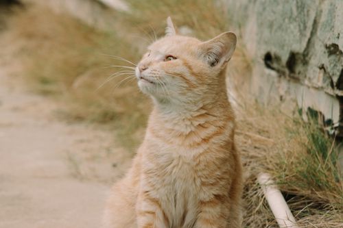 Free An orange tabby cat sits outdoors on a pavement, enjoying the day in a grassy area. Stock Photo