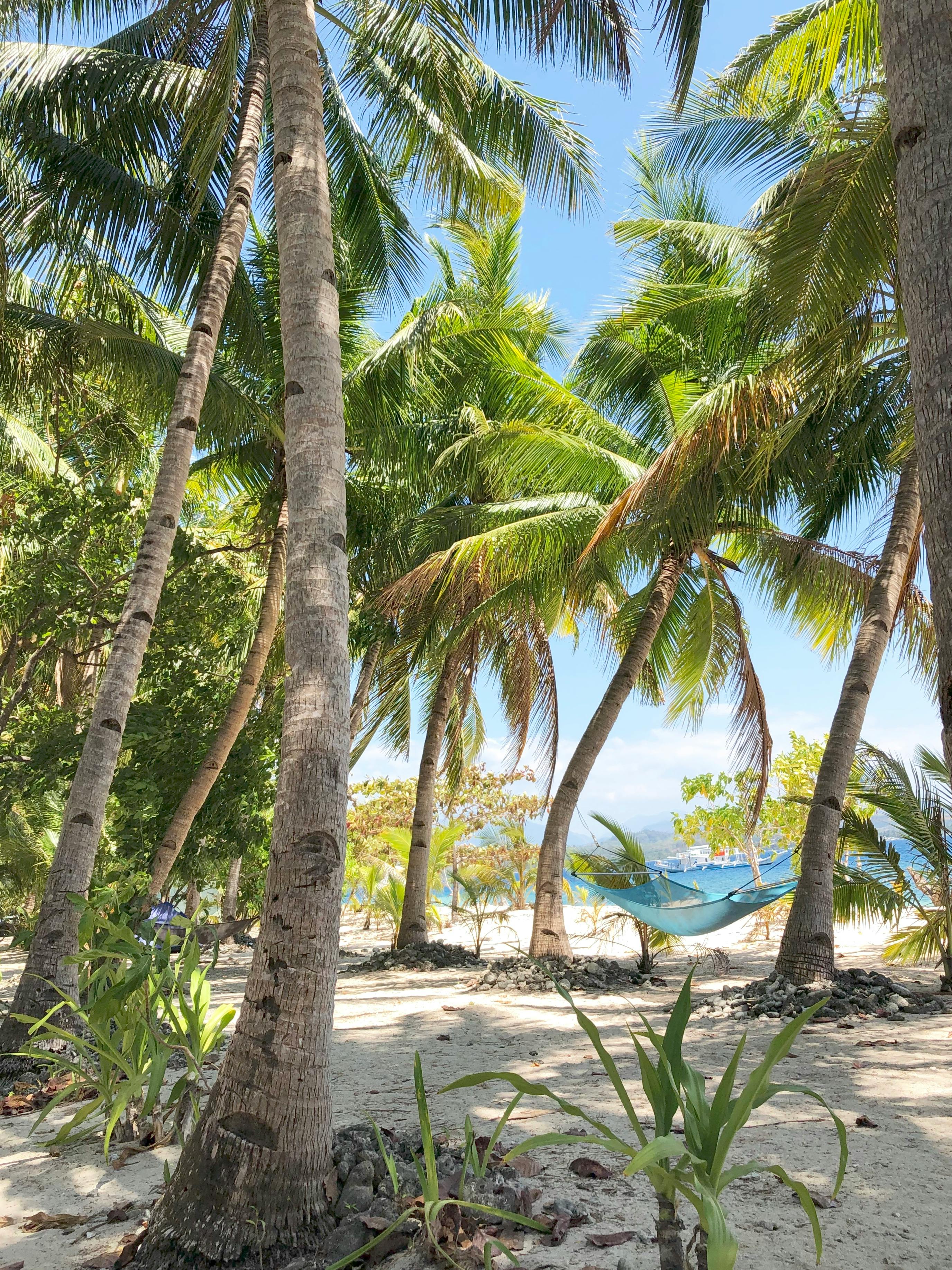 Green Palm Trees · Free Stock Photo