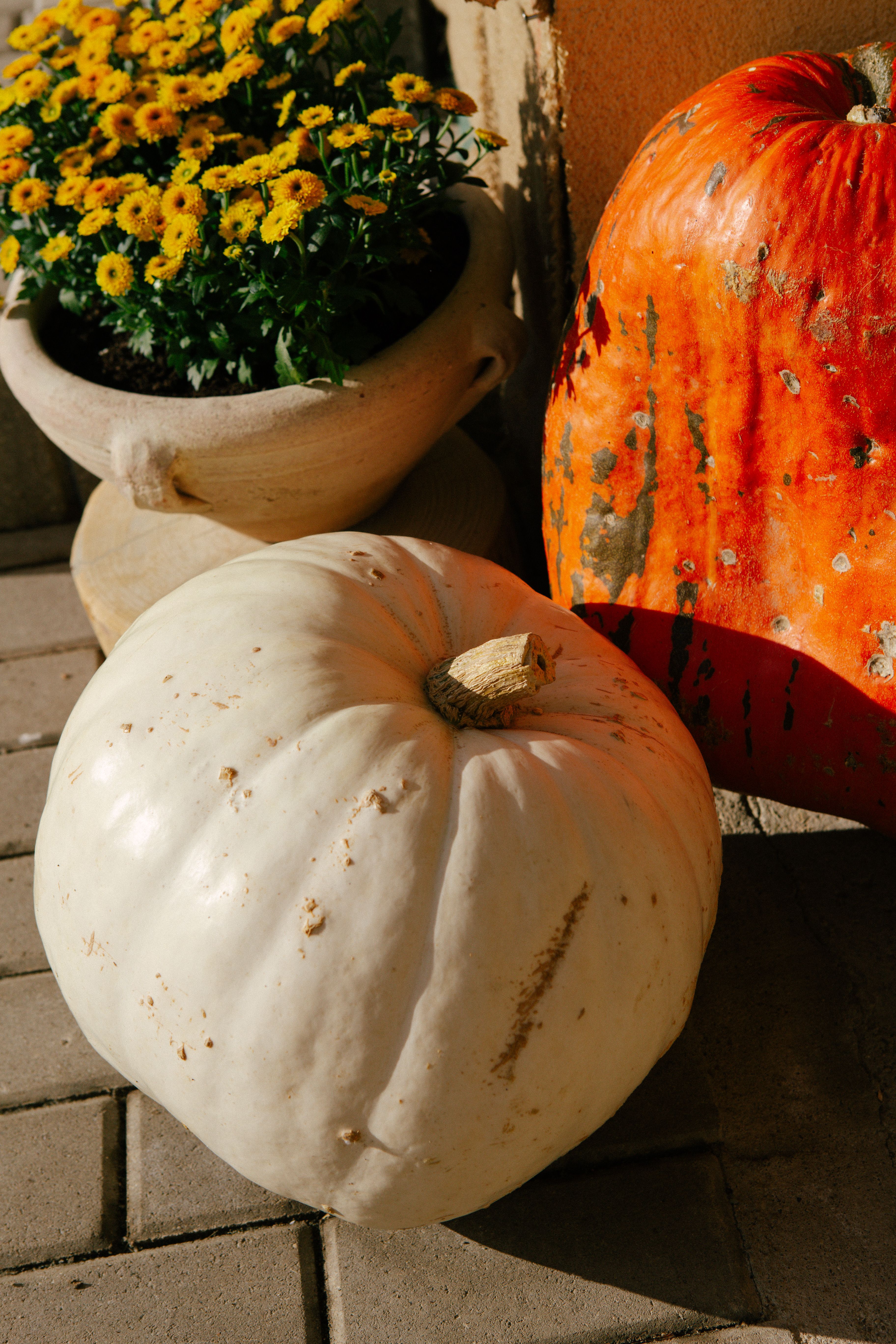 White and Orange Pumpkins with Yellow Flowers in Autumn · Free Stock Photo