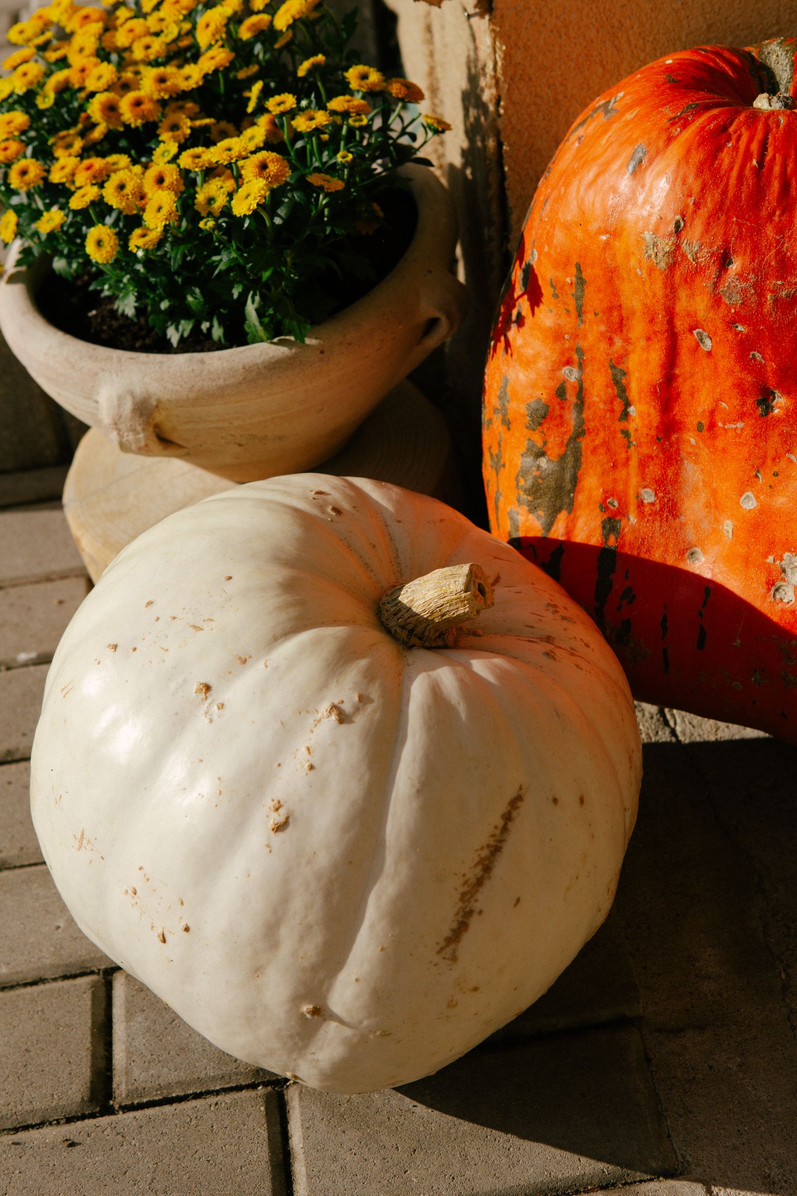Photograph of Concrete Stairs with Pumpkins and Pots of Flowers · Free ...
