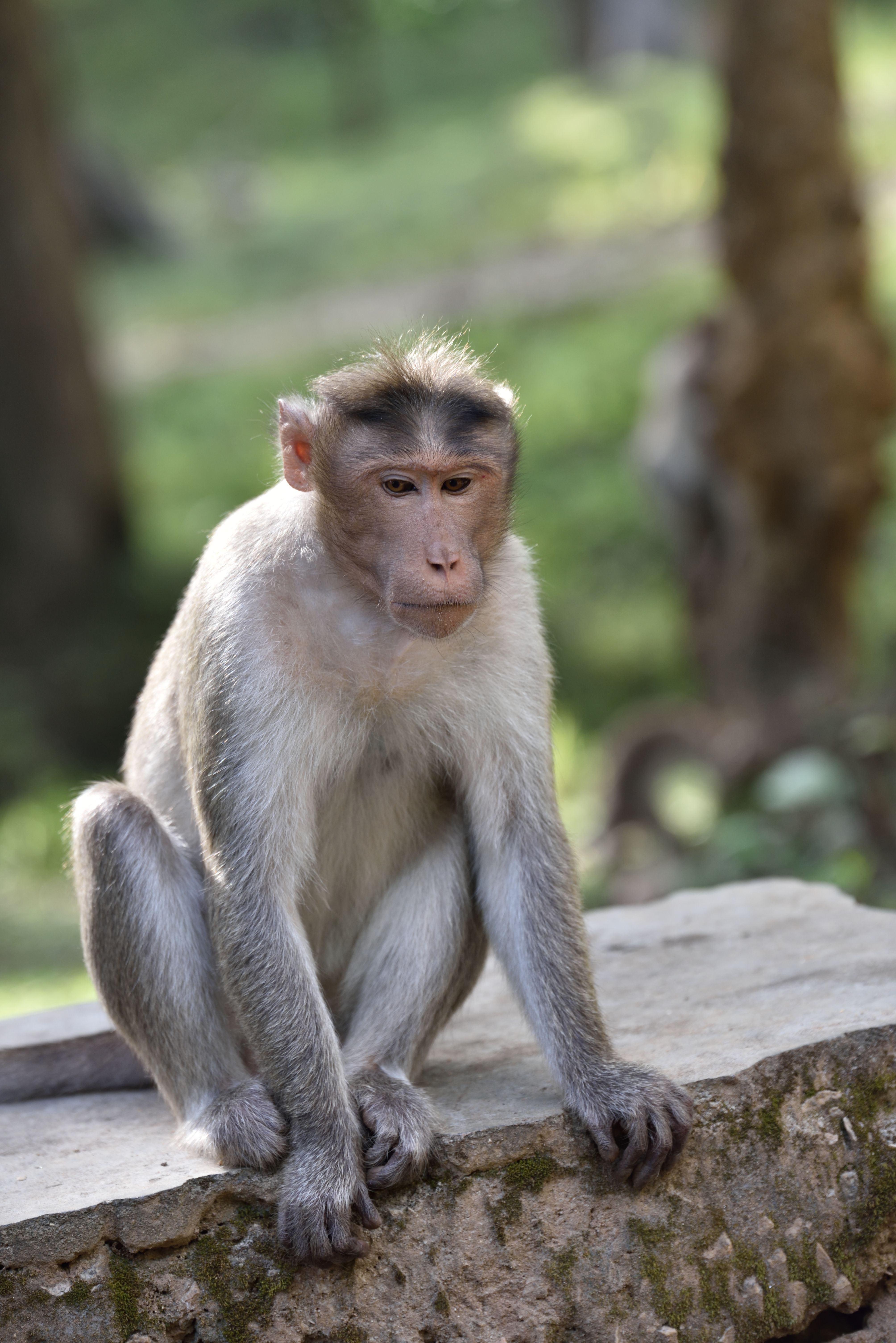 Grey and White Monkeys Sitting Near Tree · Free Stock Photo
