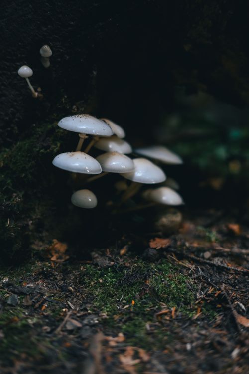 Free A vivid close-up of white mushrooms growing on the forest floor, surrounded by moss. Stock Photo