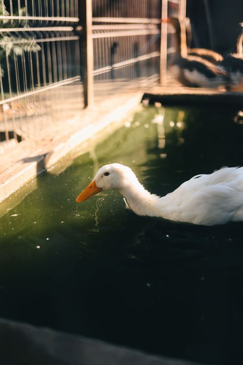 Free A peaceful white duck swimming in a sunlit, enclosed pool with a natural feel. Stock Photo